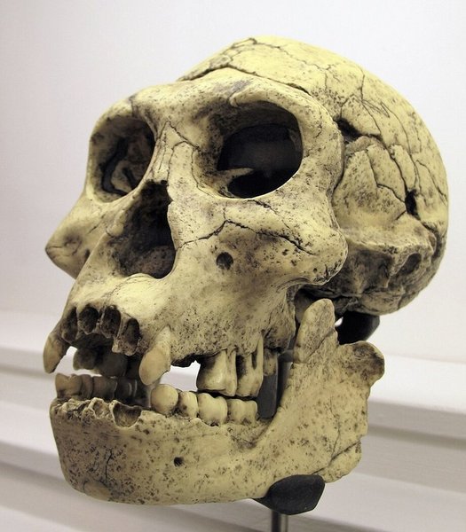 Homo Georgicus Homo Georgicus